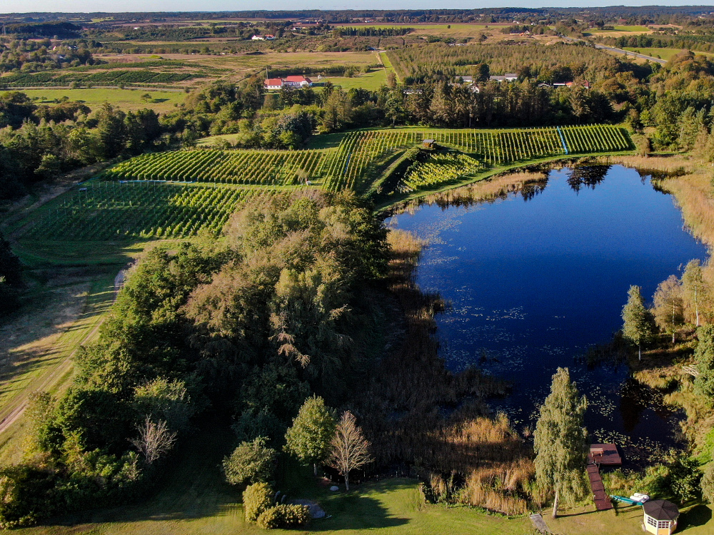 Skærsøgaard Vineyard Skærsøgaard Vineyard